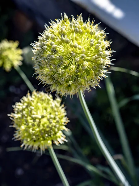 Bright Blooming Bear Onion Blurred Natural Background Macro — 图库照片