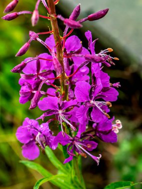 İvan Çayı çiçekleri, Latince adı Chamaenerion olan bir bitki, gölün kıyısında yetişiyor.