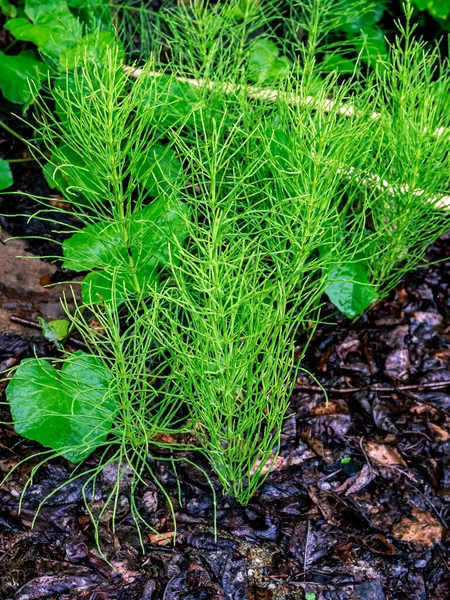 Göl Kıyısındaki Yeşil Bitkiler Yağmur Sırasında Latince Adı Equisetum Olan — Stok fotoğraf