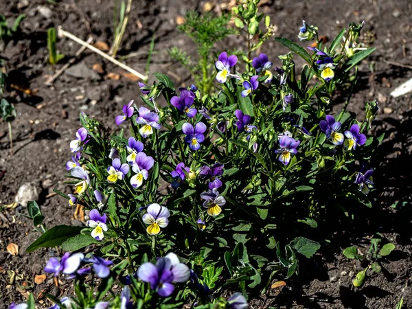 Kleine Bloemen Viooltjes Een Donkere Ondergrond — Stockfoto