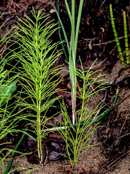 Göl Kıyısındaki Yeşil Bitkiler Yağmur Sırasında Latince Adı Equisetum Olan — Stok fotoğraf