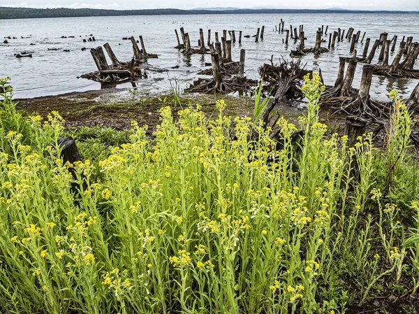 Vista Del Lago Durante Pioggia Ceppi Alberi Abbattuti Sono Visibili — Foto Stock