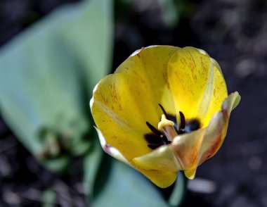 Güzel sarı lale bahçede, bulanık doğal bir arka planda.