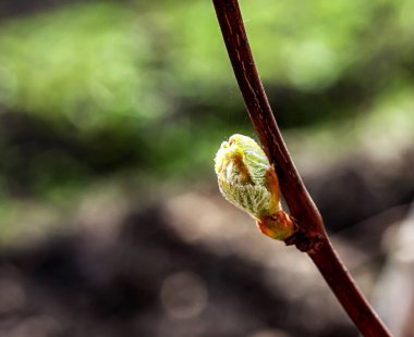 İlk yeşil yapraklar sarmaşıkta, makro