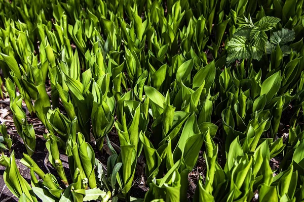 Pozadí Zelené Lilie Údolí Listy Krásně Osvětlené Sluncem Ještě Žádné — Stock fotografie