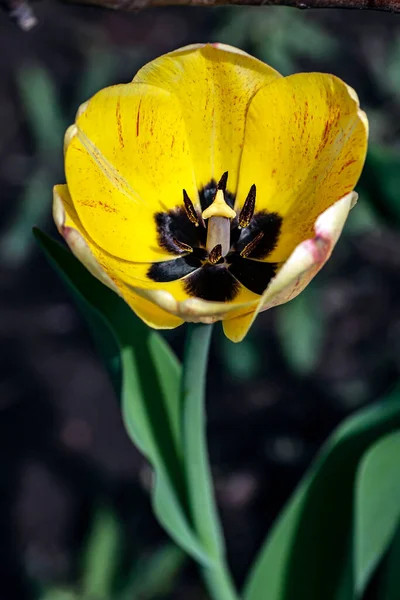 花园里美丽而精致的黄色郁金香 有着模糊的自然背景 — 图库照片