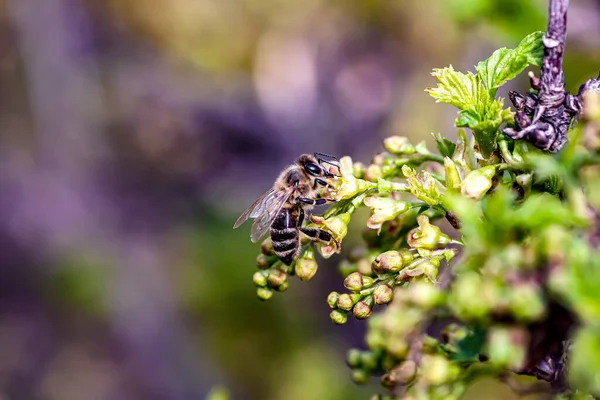 Abeja Recoge Néctar Los Arbustos Grosella Flor Jardín Macro — Foto de Stock