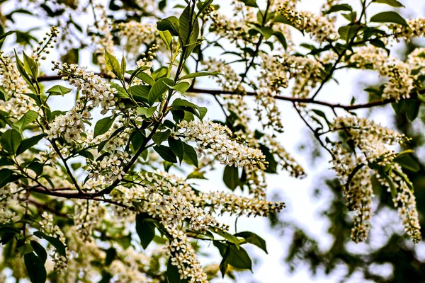 Virágzó Madár Cseresznye Növény Latin Neve Prunus Padus Makró Ágak — Stock Fotó