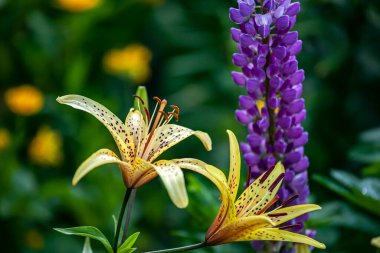 Bahçedeki parlak sarı kaplan zambağı, bulanık doğal yeşilliğin arka planına karşı.