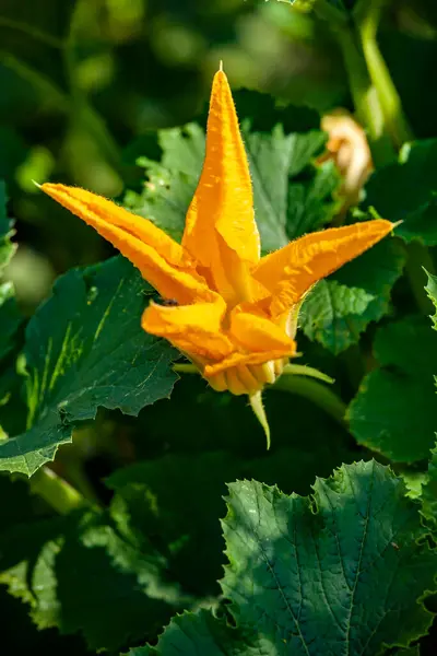 Brillante Flor Calabacín Amarillo Esponjoso Fresco Jardín Entre Vegetación — Foto de Stock