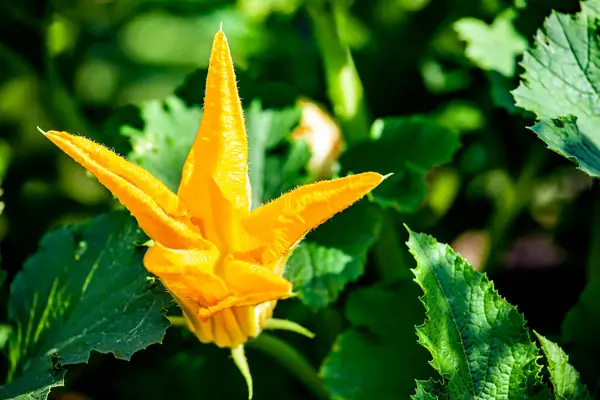 Brillante Flor Calabacín Amarillo Esponjoso Fresco Jardín Entre Vegetación — Foto de Stock