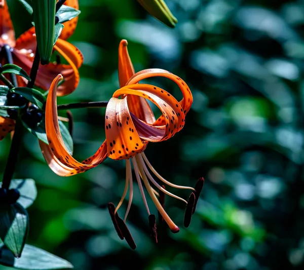 Ljus Delikat Orange Tiger Lilja Trädgården Mot Bakgrund Suddig Naturlig — Stockfoto