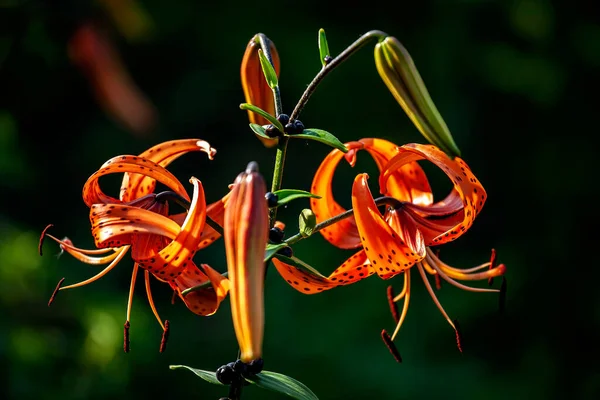 Lys Tigre Orange Délicat Lumineux Dans Jardin Sur Fond Verdure — Photo