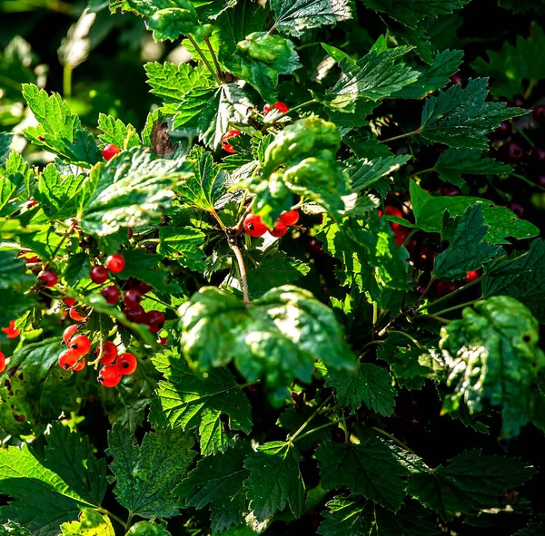 Grosella Roja Brillante Arbusto Jardín Las Bayas Son Iluminadas Por — Foto de Stock