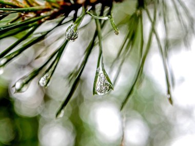 Ormandaki çam iğnelerinin üzerine temiz, parlak yağmur damlaları, makro