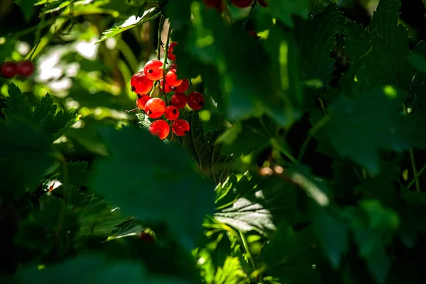 Jasnoczerwona Porzeczka Krzewie Ogrodzie Jagody Oświetlone Przez Słońce Świecą Wewnątrz — Zdjęcie stockowe
