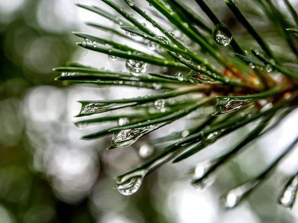 Limpe Gotas Chuva Brilhantes Agulhas Pinheiro Floresta Macro — Fotografia de Stock