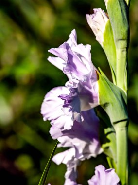Sabahın erken saatlerinde bahçede narin, açık mor bir gladyatör.