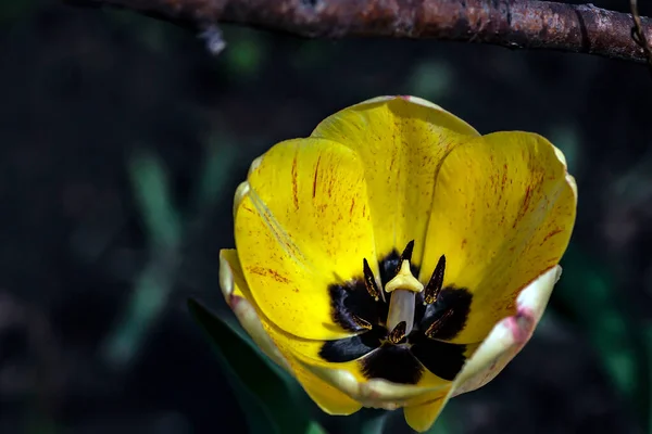 花园里美丽而精致的黄色郁金香 有着模糊的自然背景 — 图库照片