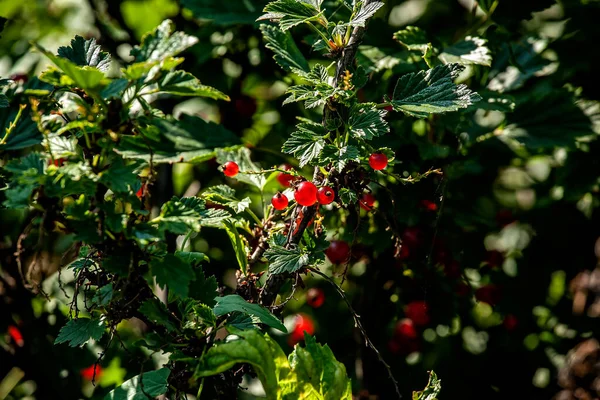 Grosella Roja Brillante Arbusto Jardín Las Bayas Son Iluminadas Por — Foto de Stock