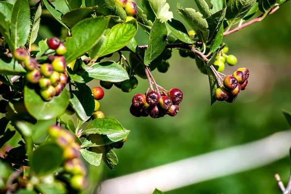 Unreife Apfelbeere Auf Einem Zweig Garten Schmaler Fokusbereich — Stockfoto