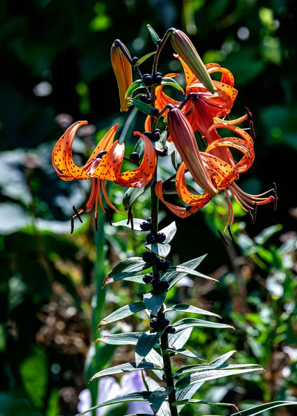Jasná Jemná Oranžová Tygří Lilie Zahradě Pozadí Rozmazané Přírodní Zeleně — Stock fotografie