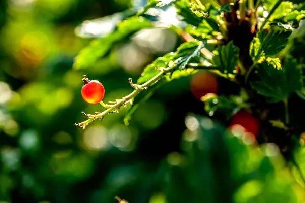 Baies Groseille Simples Rouge Vif Sur Buisson Dans Jardin Les — Photo