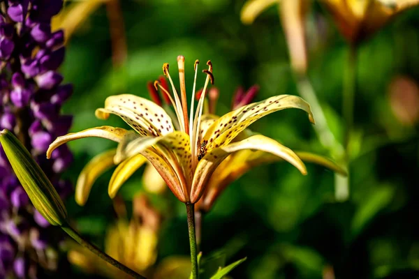 Lirio Tigre Amarillo Delicado Brillante Jardín Contra Fondo Vegetación Natural —  Fotos de Stock