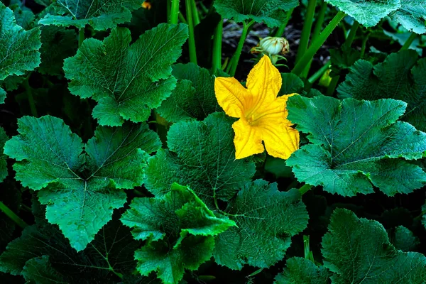 Flor Calabacín Amarillo Jardín Macro Área Enfoque Estrecho Vellosidades Visibles — Foto de Stock