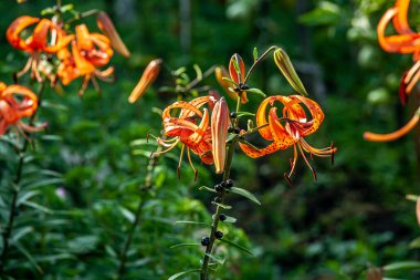 Bahçedeki parlak, narin turuncu kaplan zambağı bulanık doğal yeşilliğin arka planına karşı