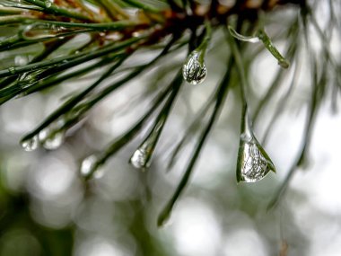 Ormandaki çam iğnelerinin üzerine temiz, parlak yağmur damlaları, makro