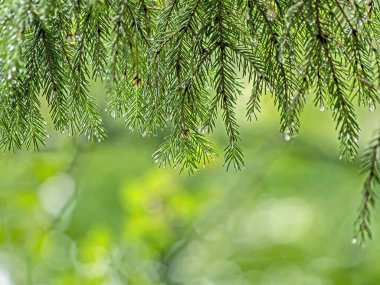 Ormandaki çam iğnelerinin üzerine temiz, parlak yağmur damlaları, bulanık doğal arka planda.