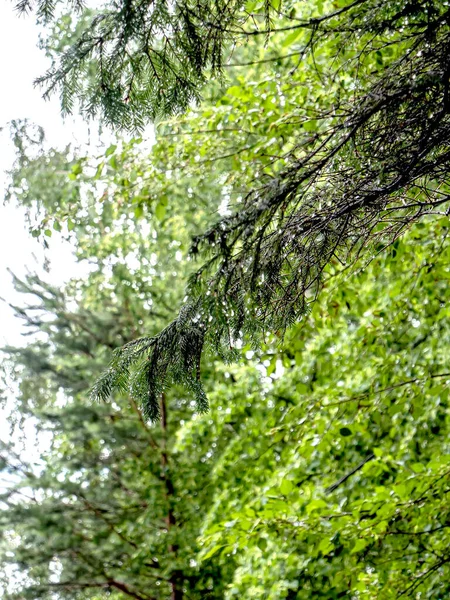 Čisté Lesklé Kapky Deště Borovicových Jehličích Lese Rozmazaném Přírodním Pozadí — Stock fotografie