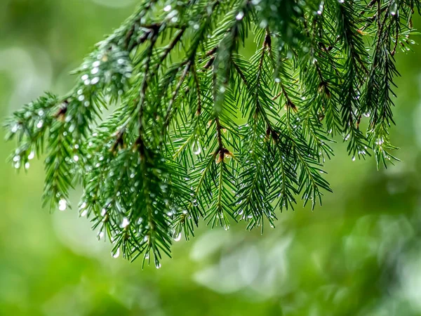 Tiszta Fényes Esőcseppek Fenyőtűkön Erdőben Homályos Természetes Háttérrel — Stock Fotó
