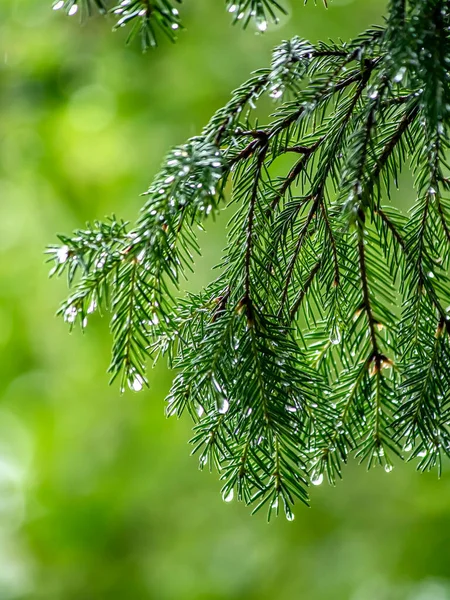 Tiszta Fényes Esőcseppek Fenyőtűkön Erdőben Homályos Természetes Háttérrel — Stock Fotó