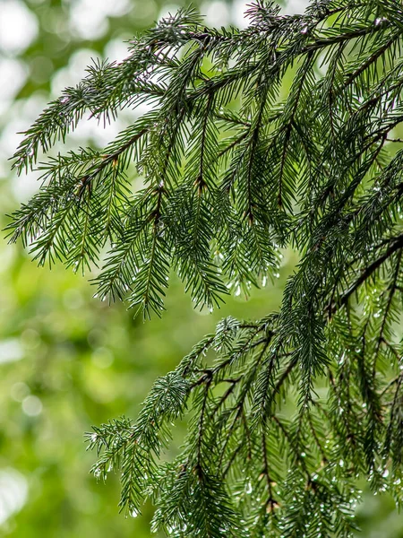 Schone Glanzende Regendruppels Dennennaalden Het Bos Wazige Natuurlijke Achtergrond — Stockfoto