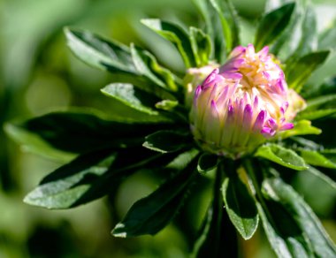 Açılmamış narin bir tomurcuk sabah güneşinin altında bahçede mor bir tost makinası.
