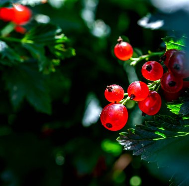 Parlak kırmızı üzümlü üzümler bahçedeki bir çalılıkta, böğürtlenler güneş tarafından aydınlatılır ve içeriden parlar.