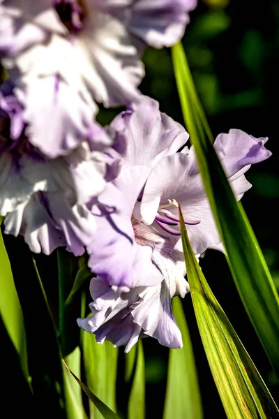 Delicada Luz Fresca Gladíolo Roxo Jardim Início Manhã — Fotografia de Stock