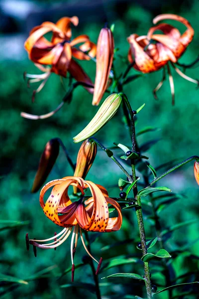 Lirio Tigre Naranja Delicado Brillante Jardín Sobre Fondo Vegetación Natural —  Fotos de Stock