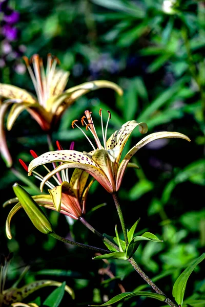 庭の鮮やかな繊細な黄色のトラユリは自然の緑を背景に — ストック写真