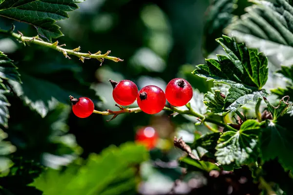 Leuchtend Rote Johannisbeere Einem Strauch Garten Die Beeren Werden Von — Stockfoto