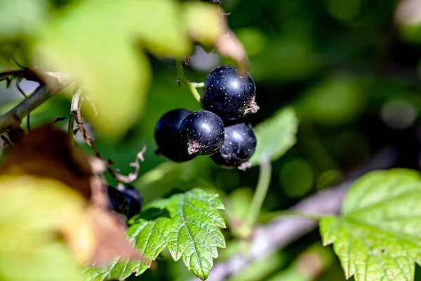 Sweet Fresh Shiny Ripe Black Currant Bush Garden — Stock Photo, Image