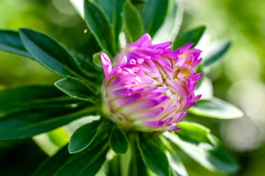 Açılmamış narin bir tomurcuk sabah güneşinin altında bahçede mor bir tost makinası.
