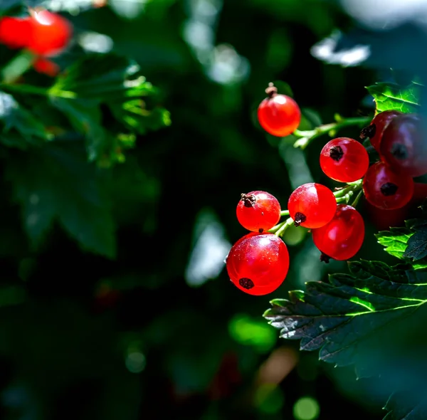 Bayas Grosella Única Color Rojo Brillante Arbusto Jardín Las Bayas — Foto de Stock