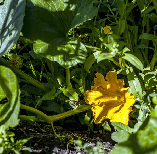 Flor Calabacín Amarillo Jardín Macro Área Enfoque Estrecho Vellosidades Visibles — Foto de Stock