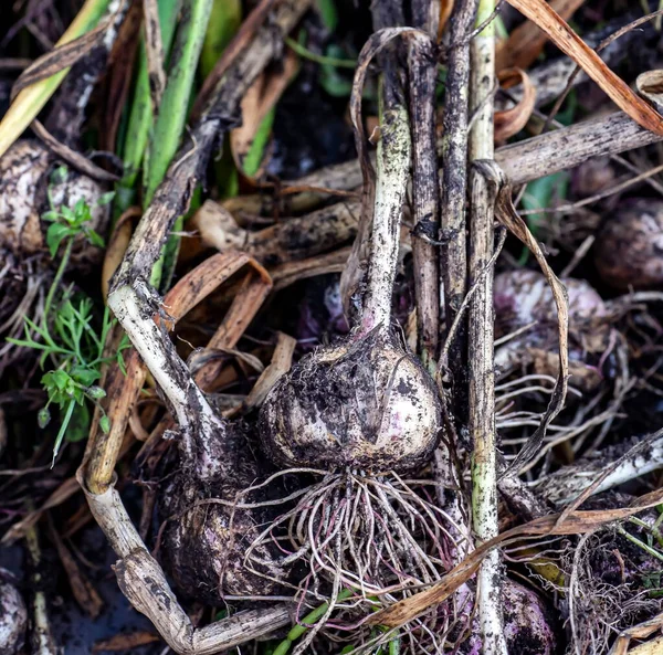 从花园收集的带有根和茎的肮脏大蒜 放在桌子上 — 图库照片