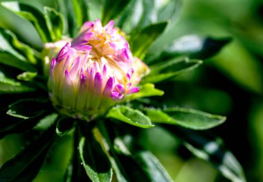 Açılmamış yumuşak tomurcuk açık mor bir makinenin bahçede