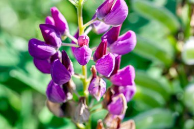 Parlak, narin, güzel mor lupinler bahçede, makro