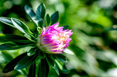 Açılmamış yumuşak tomurcuk açık mor bir makinenin bahçede